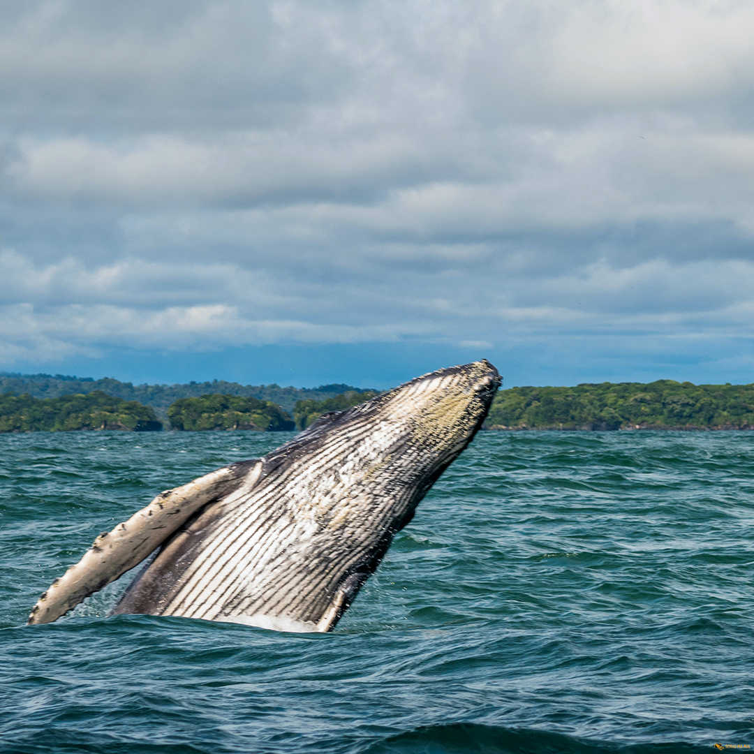 Walbeobachtung Schau Ma Mal - Ausflüge Punta Cana Bavaro