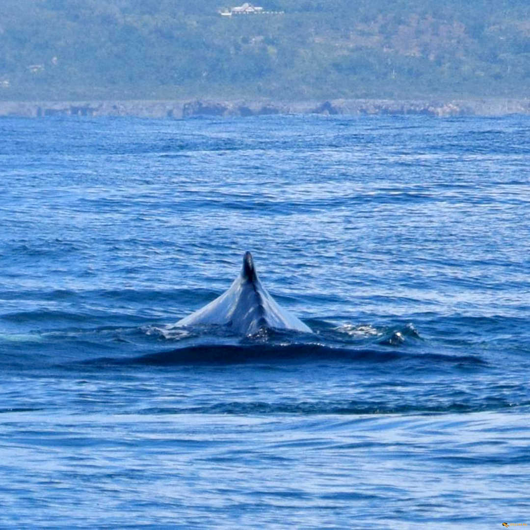 Wale Schau Ma Mal - Ausflüge Punta Cana Bavaro