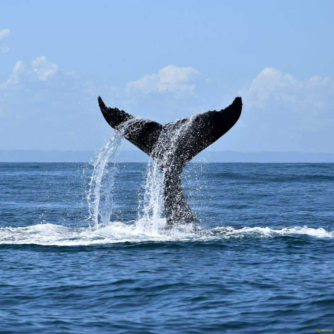 Wale Schau Ma Mal - Ausflüge Punta Cana Bavaro