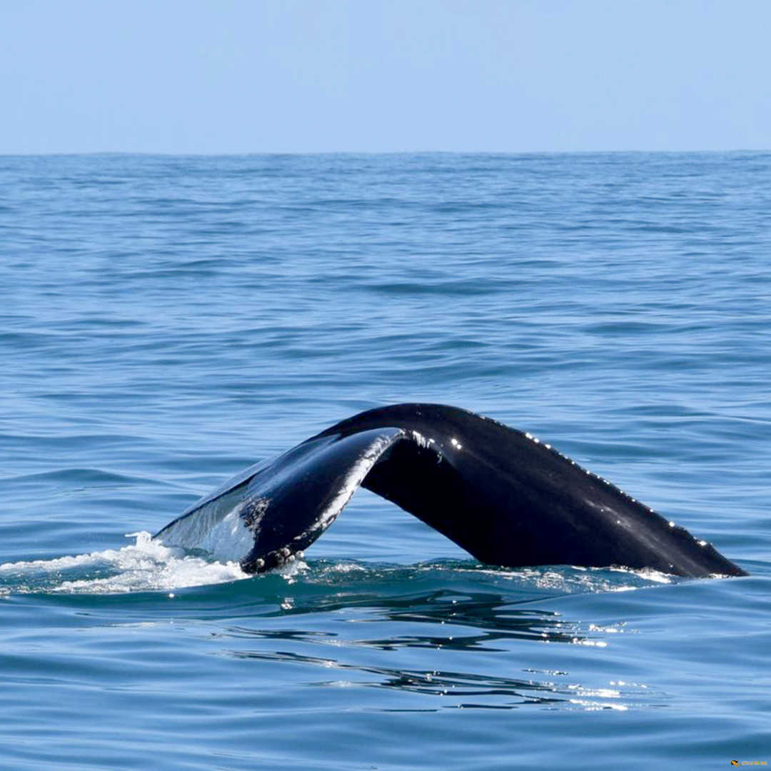 Wale Schau Ma Mal - Ausflüge Punta Cana Bavaro