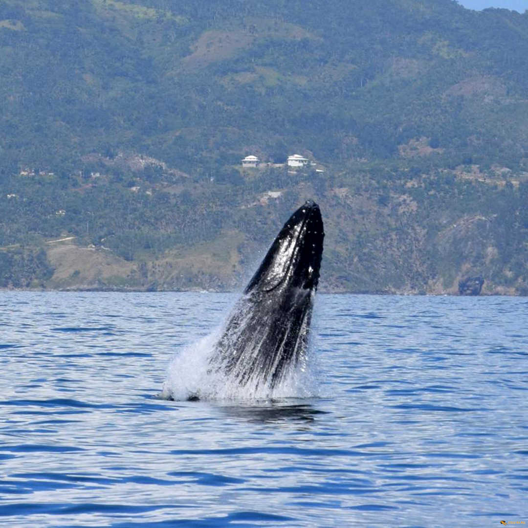 Wale Schau Ma Mal - Ausflüge Punta Cana Bavaro