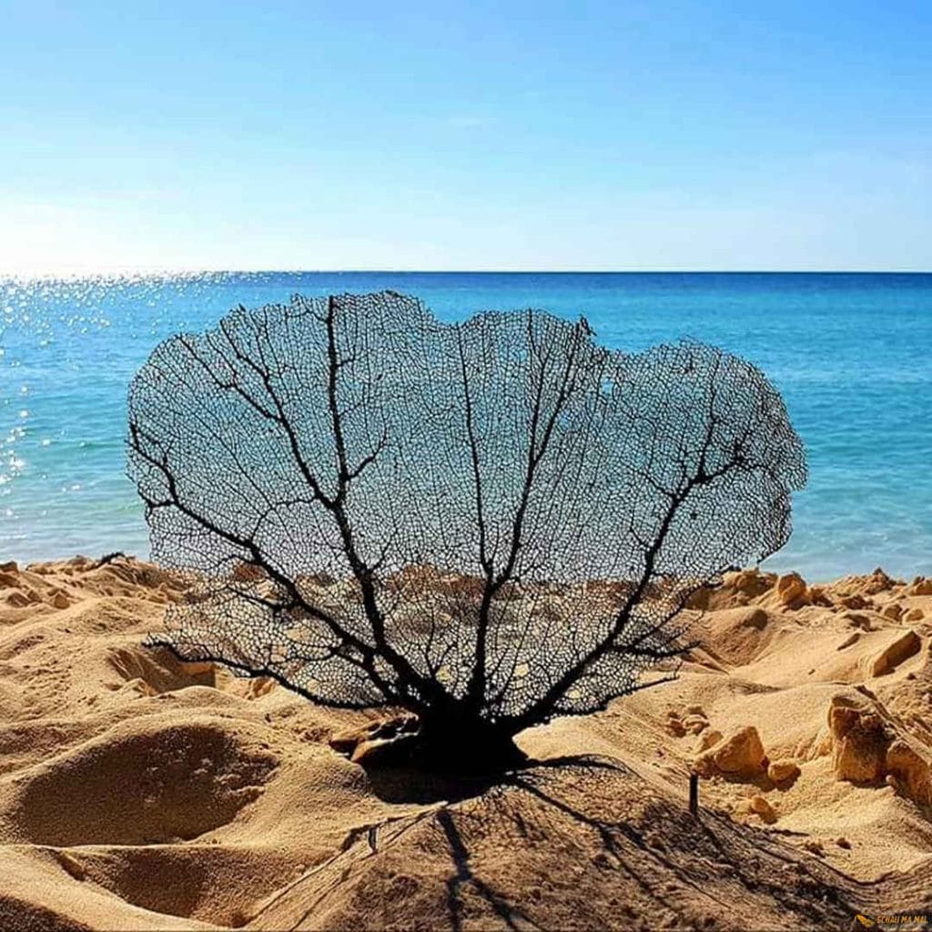 Saona Segelboot - Schau Ma Mal - Ausflüge Punta Cana Bavaro Bayahibe